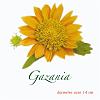 Gazania