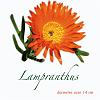 Lampranthus