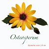 Osteosperum