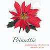 Poinsettie