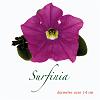 Surfinia